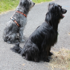 Urlaub im Schwarzwald (9)